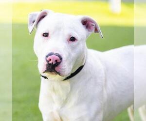 American Pit Bull Terrier-Unknown Mix Dogs for adoption in Camarillo, CA, USA
