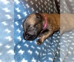 Small Photo #253 Belgian Malinois Puppy For Sale in REESEVILLE, WI, USA