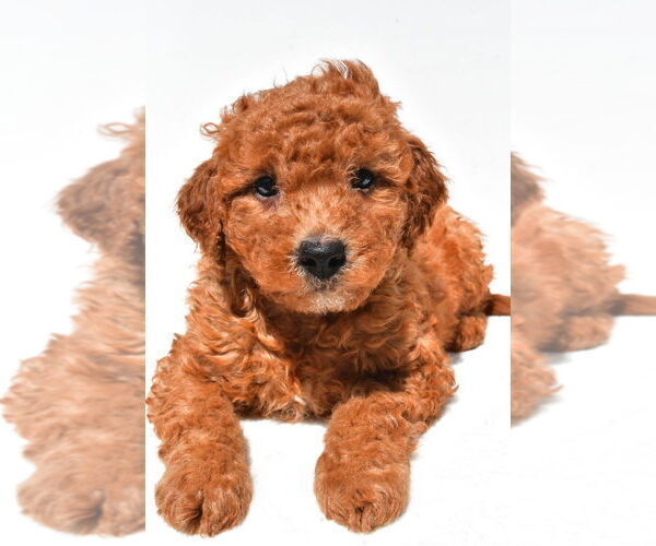 Medium Photo #42 Goldendoodle mix (+ Poodle Miniature) Puppy For Sale in DURHAM, CT, USA