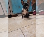 Small Photo #3 French Bulldog Puppy For Sale in PANAMA CITY BEACH, FL, USA