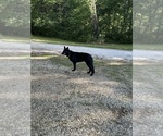 Small Photo #1 German Shepherd Dog Puppy For Sale in BEARDSTOWN, IL, USA