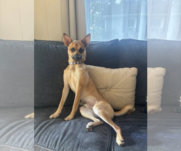 Medium Photo #5 Rat Terrier-Unknown Mix Puppy For Sale in Rockaway, NJ, USA