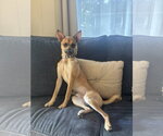 Small #4 Rat Terrier Mix