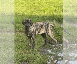 Fila Brasileiro Puppy for sale in ROSHARON, TX, USA