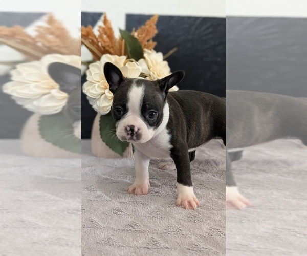 Medium Photo #45 Boston Terrier Puppy For Sale in GOSHEN, IN, USA