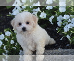 Small #2 Bichpoo