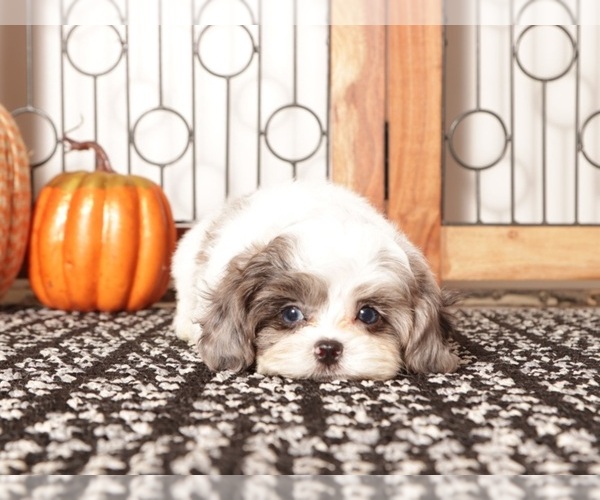 Medium Photo #2 ShihPoo Puppy For Sale in NAPLES, FL, USA