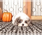 Small #1 ShihPoo