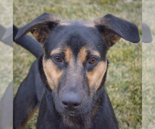 Medium Photo #4 German Shepherd Dog-Treeing Walker Coonhound Mix Puppy For Sale in Huntley, IL, USA