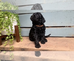 Goldendoodle Puppy for sale in ANDREWS, NC, USA