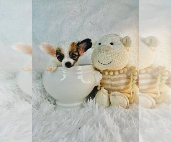 Medium Photo #22 Chihuahua Puppy For Sale in AVENEL, NJ, USA