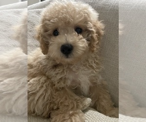 Poochon Puppy for sale in FINDLAY, OH, USA