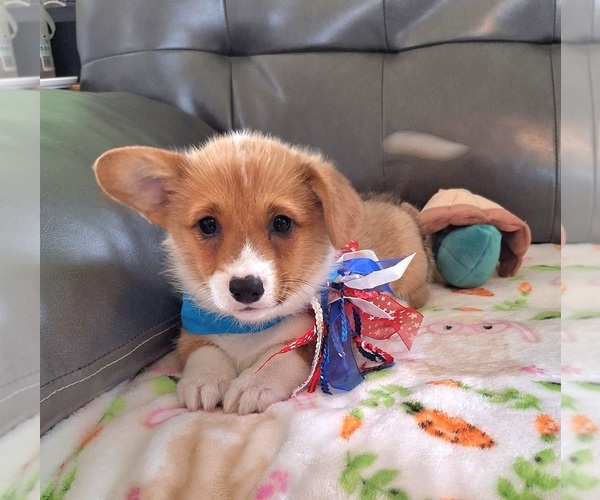 Medium Photo #1 Pembroke Welsh Corgi Puppy For Sale in ARROYO GRANDE, CA, USA