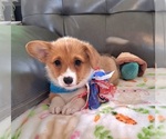 Puppy Teal DM Safe Pembroke Welsh Corgi