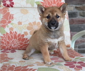 Shiba Inu Puppy for sale in SHILOH, OH, USA