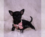Small #5 Chihuahua