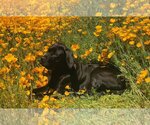 Small Photo #6 Great Dane Puppy For Sale in Goodyear, AZ, USA