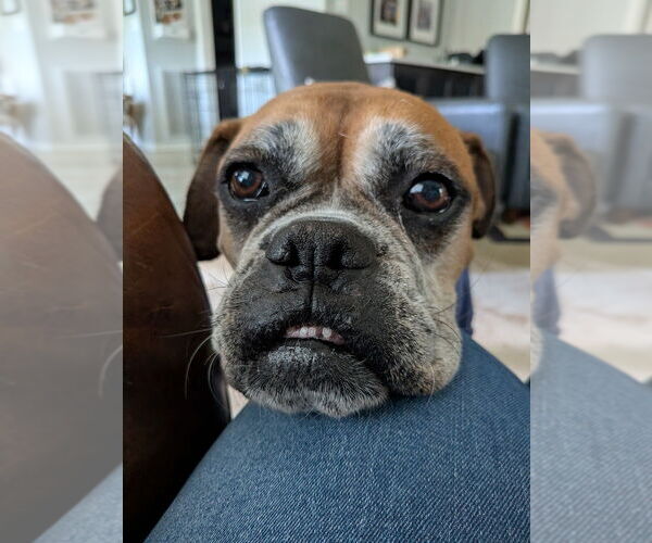 Medium Photo #7 Boxer Puppy For Sale in Austin, TX, USA