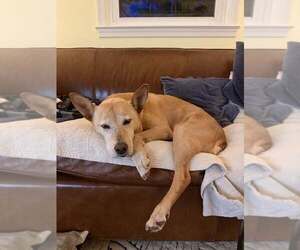 Helen (10yo, 53lbs) - Female Labrador Retriever-Unknown Mix Dog for Adoption - Photo #4