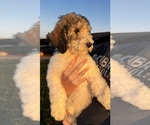 Puppy Cookie Poodle (Standard)