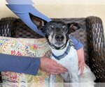 Small Jack Russell Terrier Mix