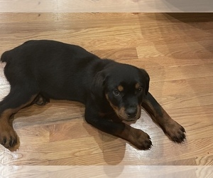 Rottweiler Puppy for sale in BIRKENFELD, OR, USA