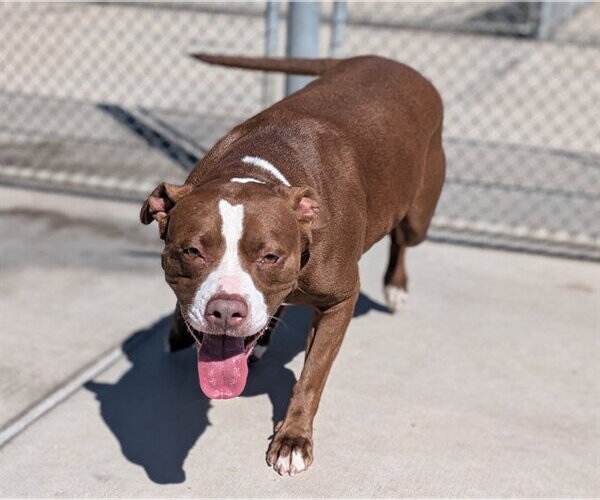 Medium Photo #1 American Pit Bull Terrier-Unknown Mix Puppy For Sale in Denver, CO, USA