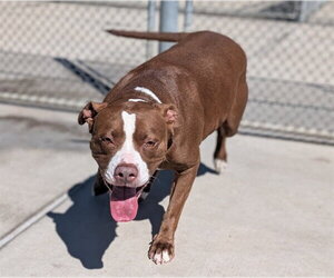 American Pit Bull Terrier-Unknown Mix Dogs for adoption in Denver, CO, USA