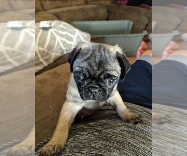 Medium Photo #4 Pug Puppy For Sale in GREELEY, CO, USA