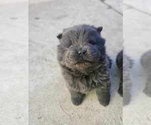 Chow Chow Puppy for sale in BAKERSFIELD, CA, USA