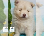 Small Photo #30 Pomeranian-Pomsky Mix Puppy For Sale in RAMSEY, MN, USA