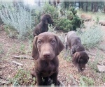 Small Photo #25 German Shorthaired Pointer Puppy For Sale in DENVER, CO, USA