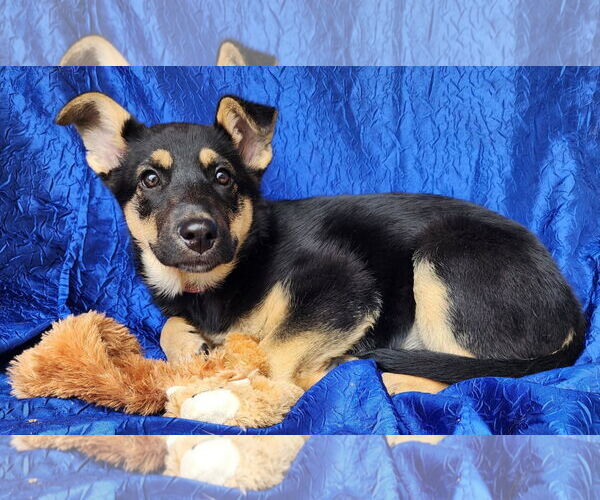 Medium Photo #1 German Shepherd Dog-Unknown Mix Puppy For Sale in Cuba, NY, USA