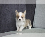 Small Photo #5 Pembroke Welsh Corgi Puppy For Sale in LOS ANGELES, CA, USA