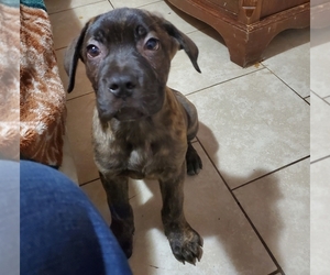 Cane Corso Puppy for sale in YAKIMA, WA, USA