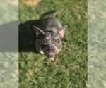 Small #3 American Staffordshire Terrier Mix