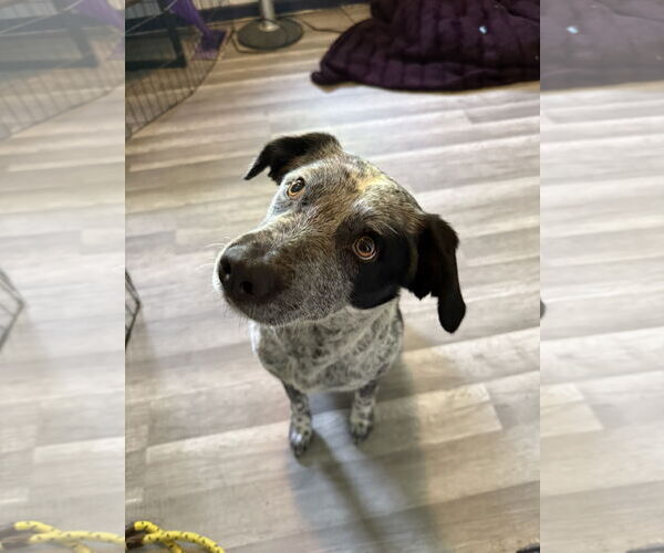Medium Photo #1 Mutt Puppy For Sale in Duluth, MN, USA