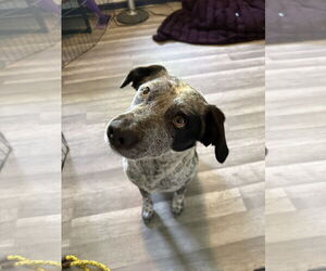 Mutt Dogs for adoption in Duluth, MN, USA