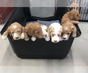 Goldendoodle Puppy for sale in AZLE, TX, USA