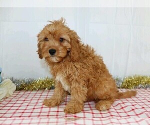Cavapoo Puppy for sale in FREDERICKSBG, OH, USA