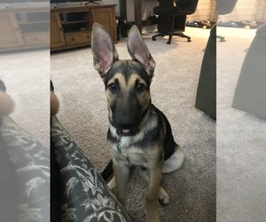 German Shepherd Dog Puppy for sale in LIBERTY, MO, USA