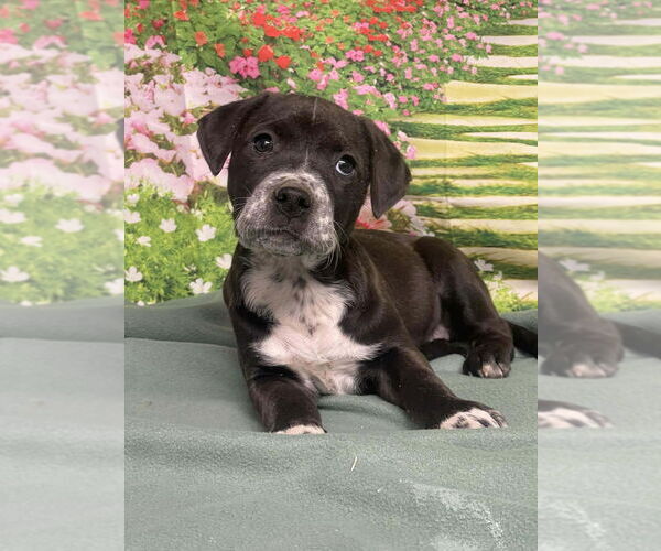 Medium Photo #3 American Staffordshire Terrier-Unknown Mix Puppy For Sale in Lakewood, CO, USA