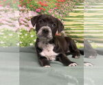 Small #2 American Staffordshire Terrier Mix