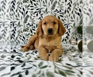 Golden Retriever Puppy for sale in GREENFIELD, IN, USA