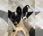 Small #5 Border Collie-Collie Mix
