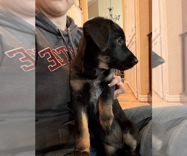Medium Photo #1 Australian Shepherd-Belgian Malinois Mix Puppy For Sale in CROWLEY, TX, USA