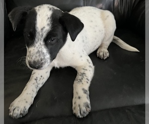 Australian Cattle Dog-Jack Russell Terrier Mix Puppy for sale in SILVER CREEK, NY, USA