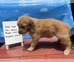 Small Photo #2 Golden Retriever Puppy For Sale in ATHENS, GA, USA