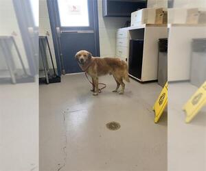 Golden Retriever-Unknown Mix Dogs for adoption in Corpus Christi, TX, USA