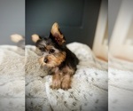 Small #6 Yorkshire Terrier